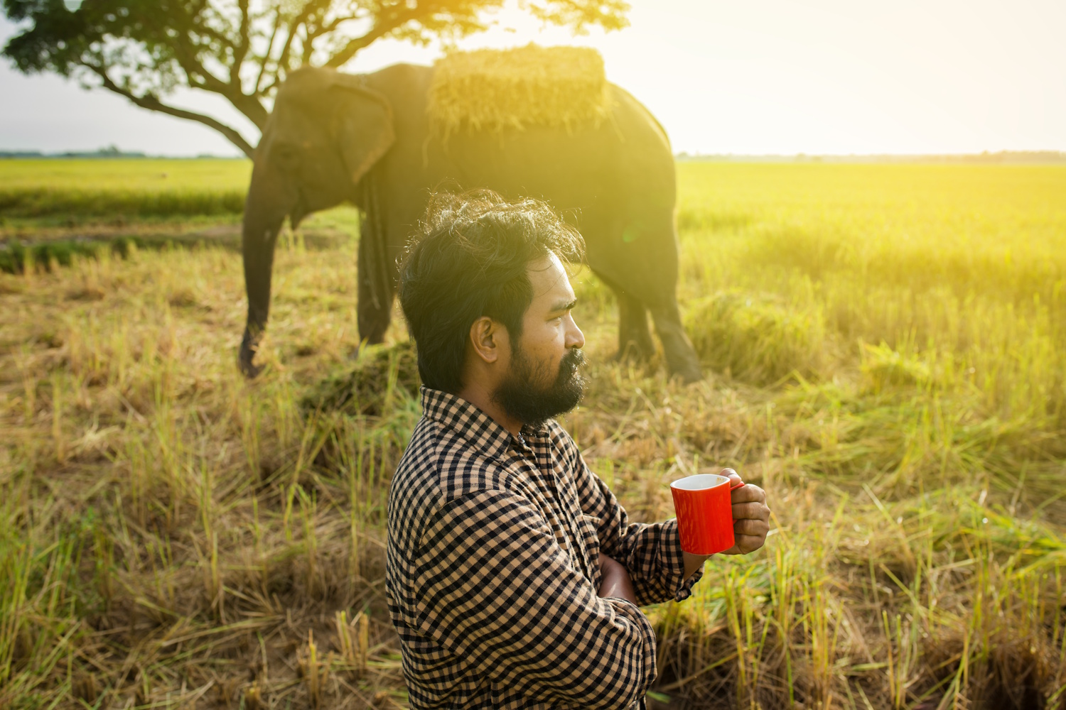 Man drinking morning coffee Along with the elephant in the background | Meglepetés A Black Ivory kávéhoz a szemeket az elefántok ürülékéből válogatják ki