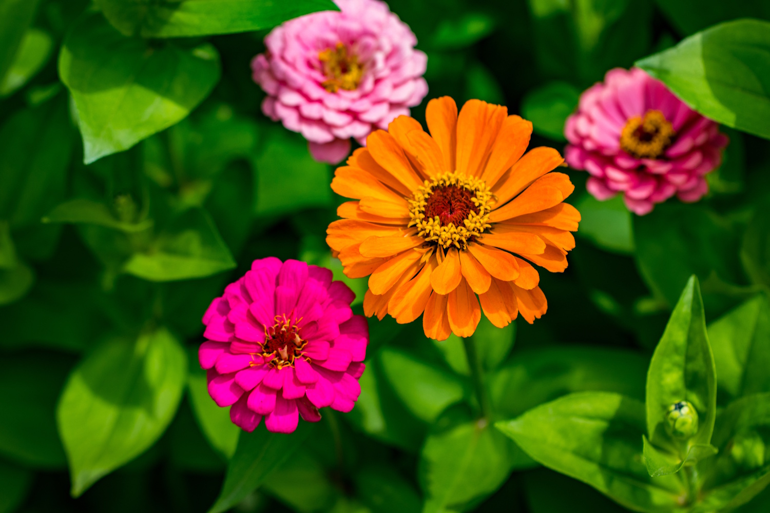 Zinnia