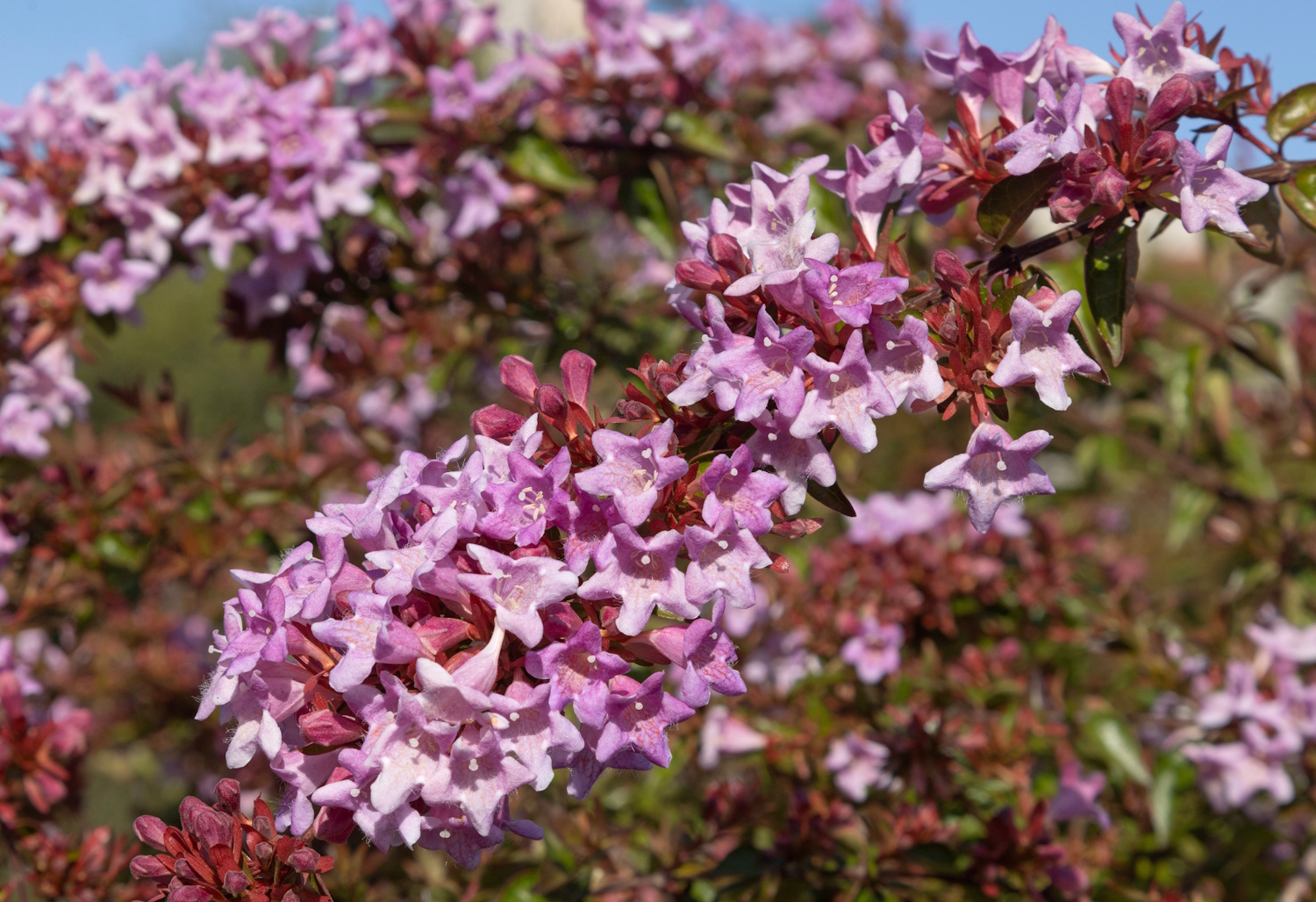 abelia | Meglepetés Abélia