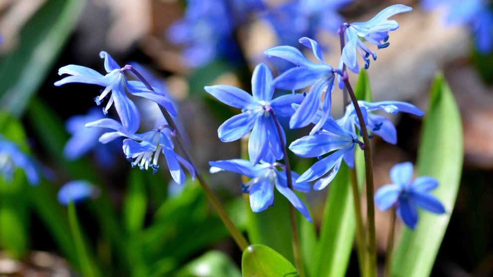 Csillagvirág (Scilla)