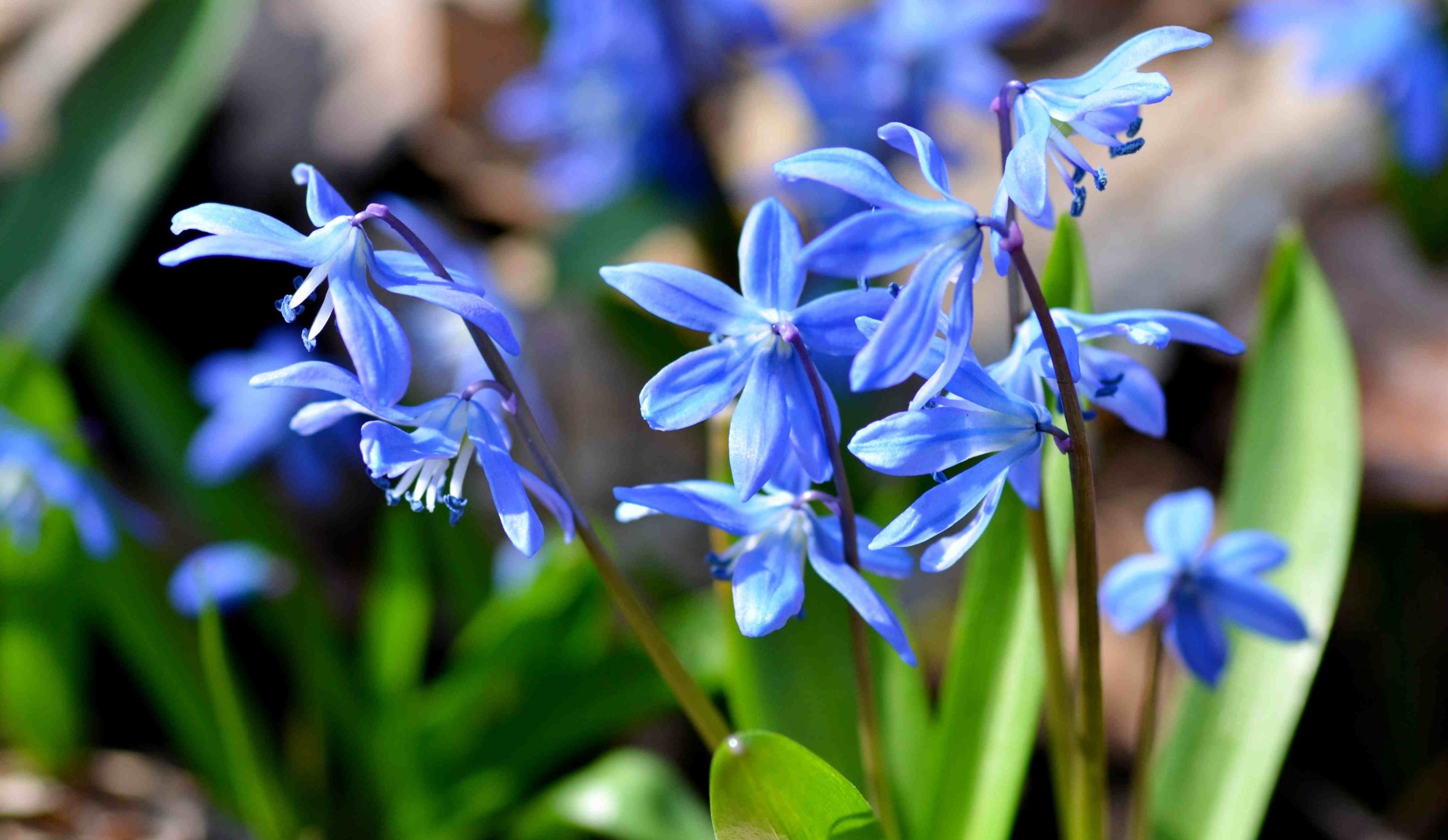 Csillagvirág (Scilla)