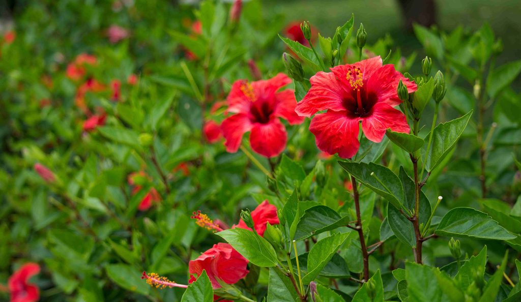 hibiszkusz | Meglepetés hibiszkusz piros virágokkal