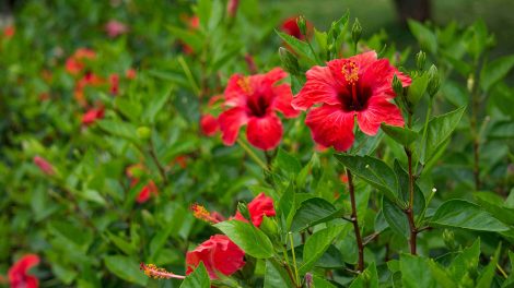 hibiszkusz piros virágokkal