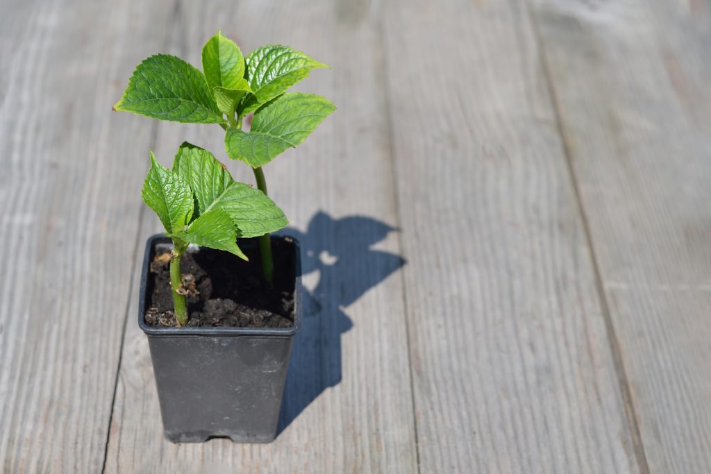 Propagating hydrangea from stem cuttings | Meglepetés hortenzia dugvány ősszel kis cserépben