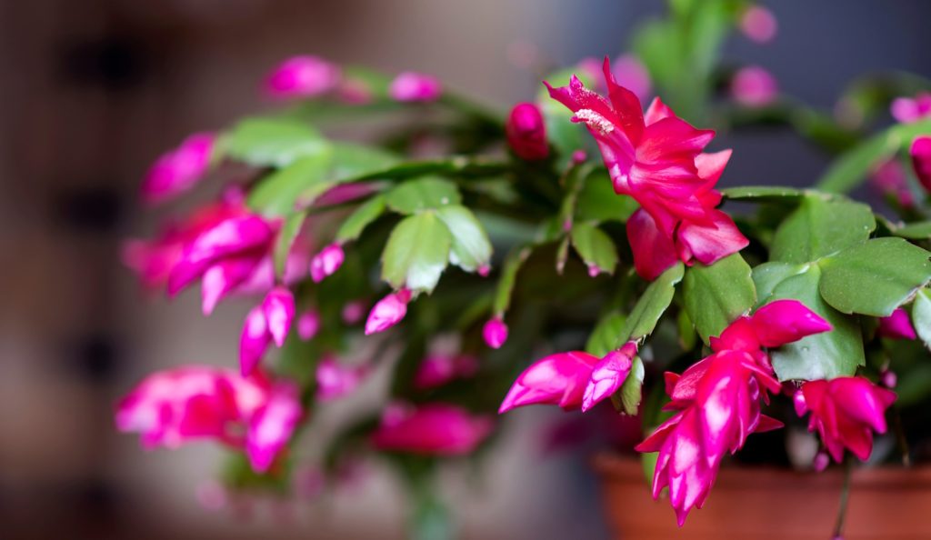 szépen dúsan virágzó pink karácsonyi kaktusz