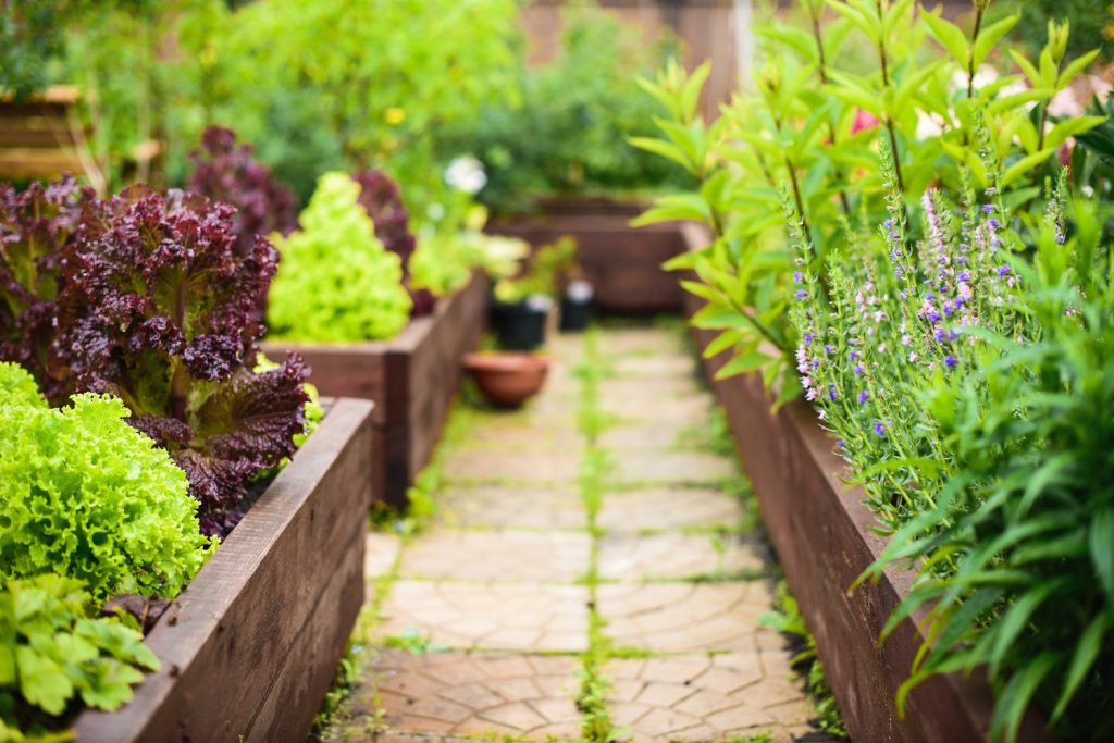 Vegetable garden with raised beds focus on foreground | Meglepetés magaságyásban a kertben zöldségek, saláta és virágok