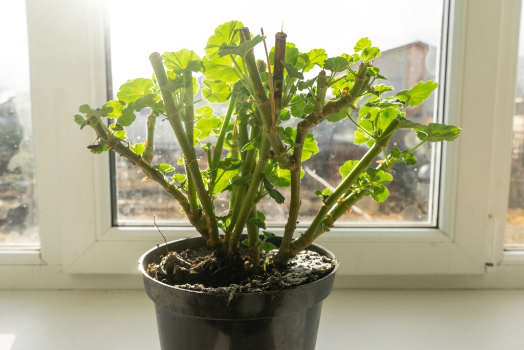 muskátli cserépben telel bent a laksban az ablakpárkányon
