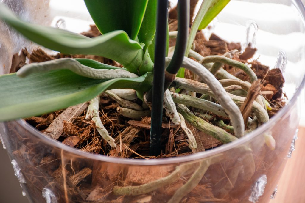 kiszáradt ültetőközeg orchidea földje