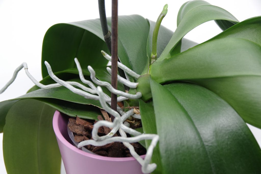 orchidea gyökere és új virágszár megkülönböztetéshez