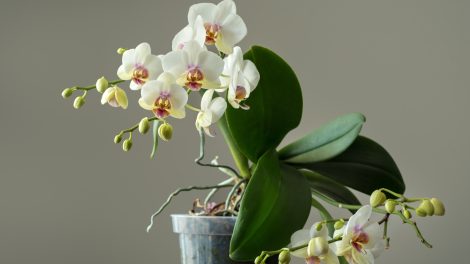 szép egészséges virágzó fehér aprófejű lepkeorchidea