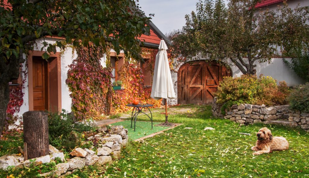 Peaceful rural variegated autumn garden with dog | Meglepetés gyönyörű zöld őszi gyep kutya fekszik rajta vadszőlő levele pirosodik szép gondozott kert