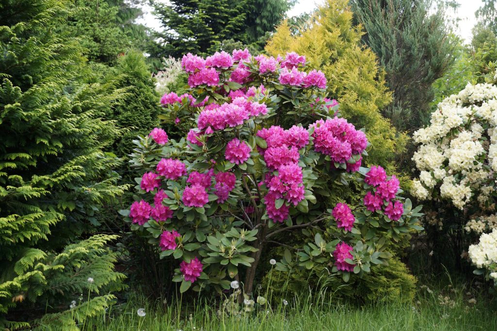 A blooming rhododendron bush surrounded by other plants | Meglepetés dúsan virágzó rhododendron magyar kertben tavasszal rózsaszín