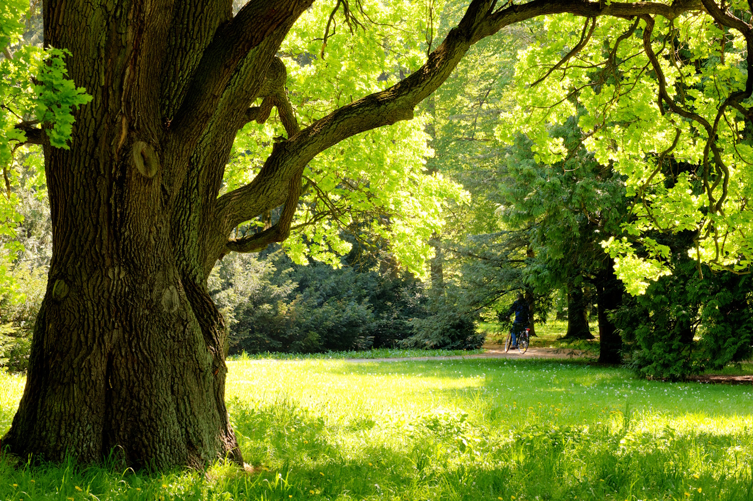 Mighty oak tree | Meglepetés tölgyfa