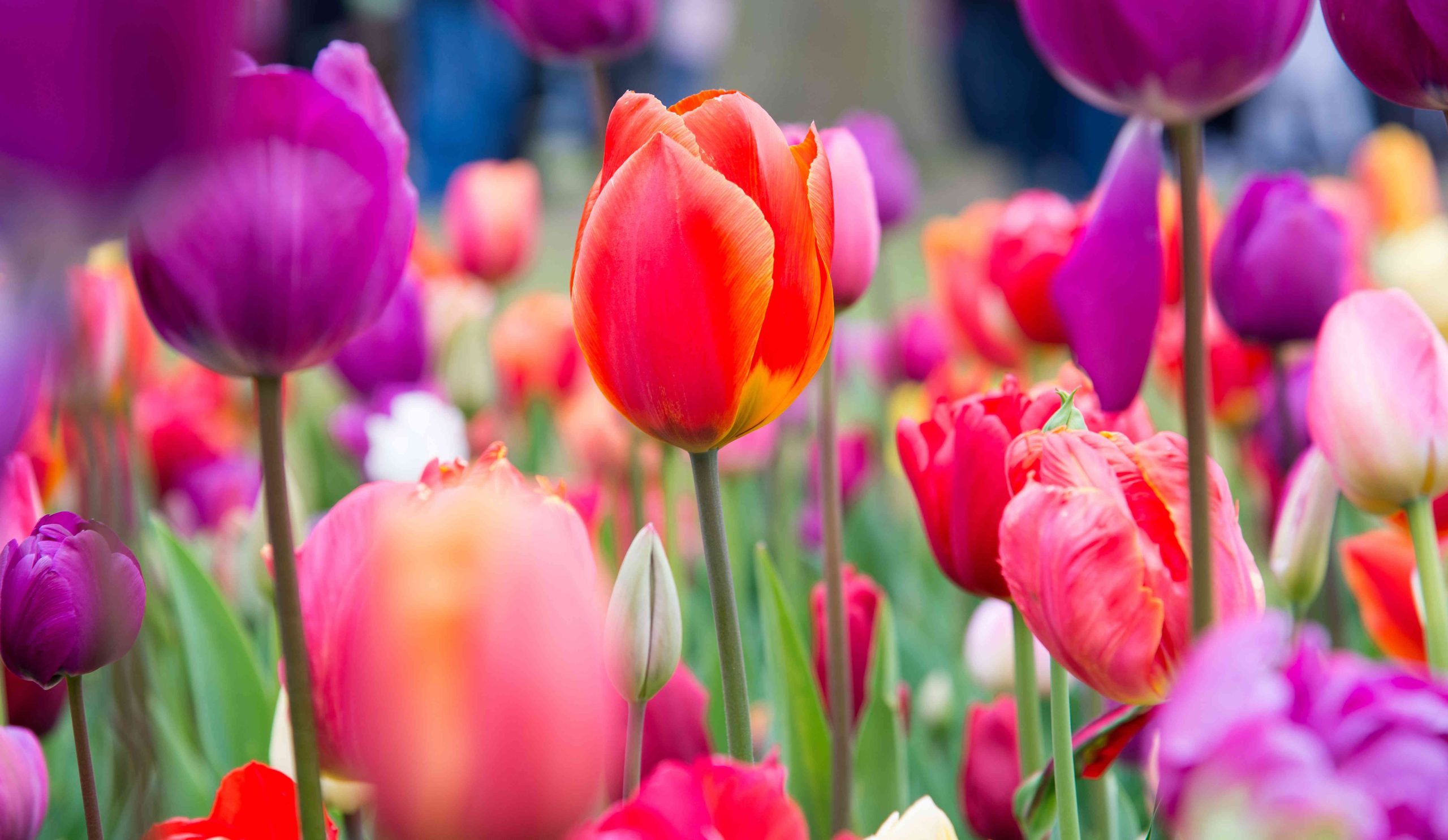 Tulipán | Meglepetés Tulipán