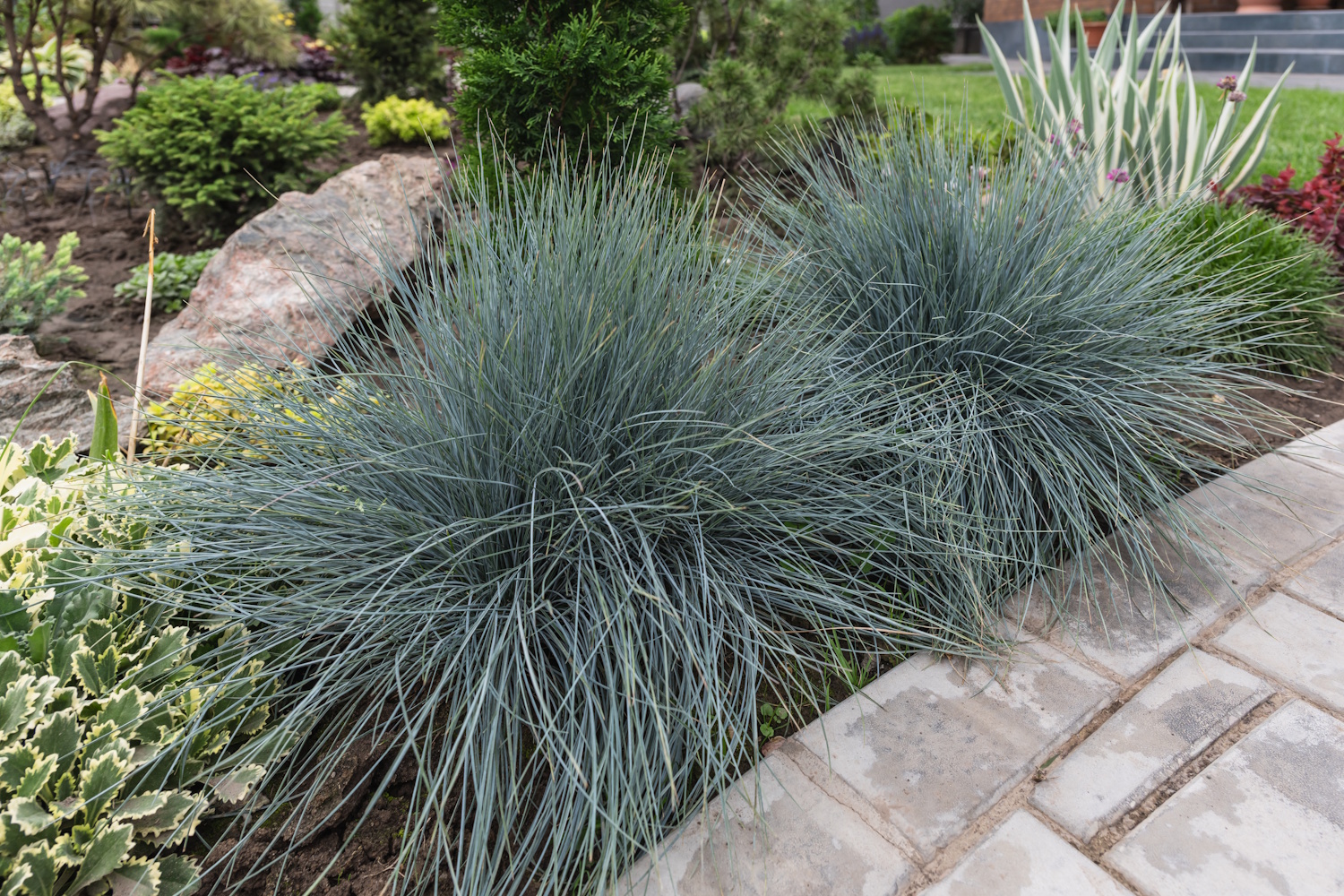 Lush blue fescue Festuca glauca bushes in a vibrant garden landscape | Meglepetés deres csenkesz díszfű ágyásszegélyként