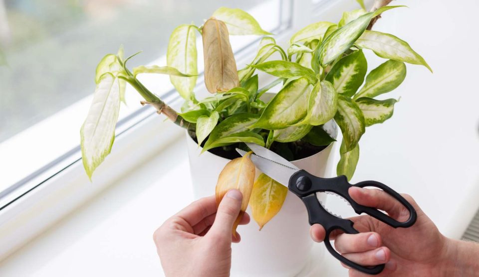 Dieffenbachia levele sárgul