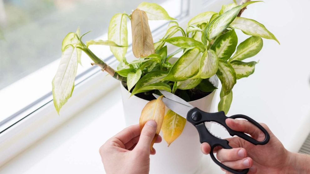 Dieffenbachia levele sárgul