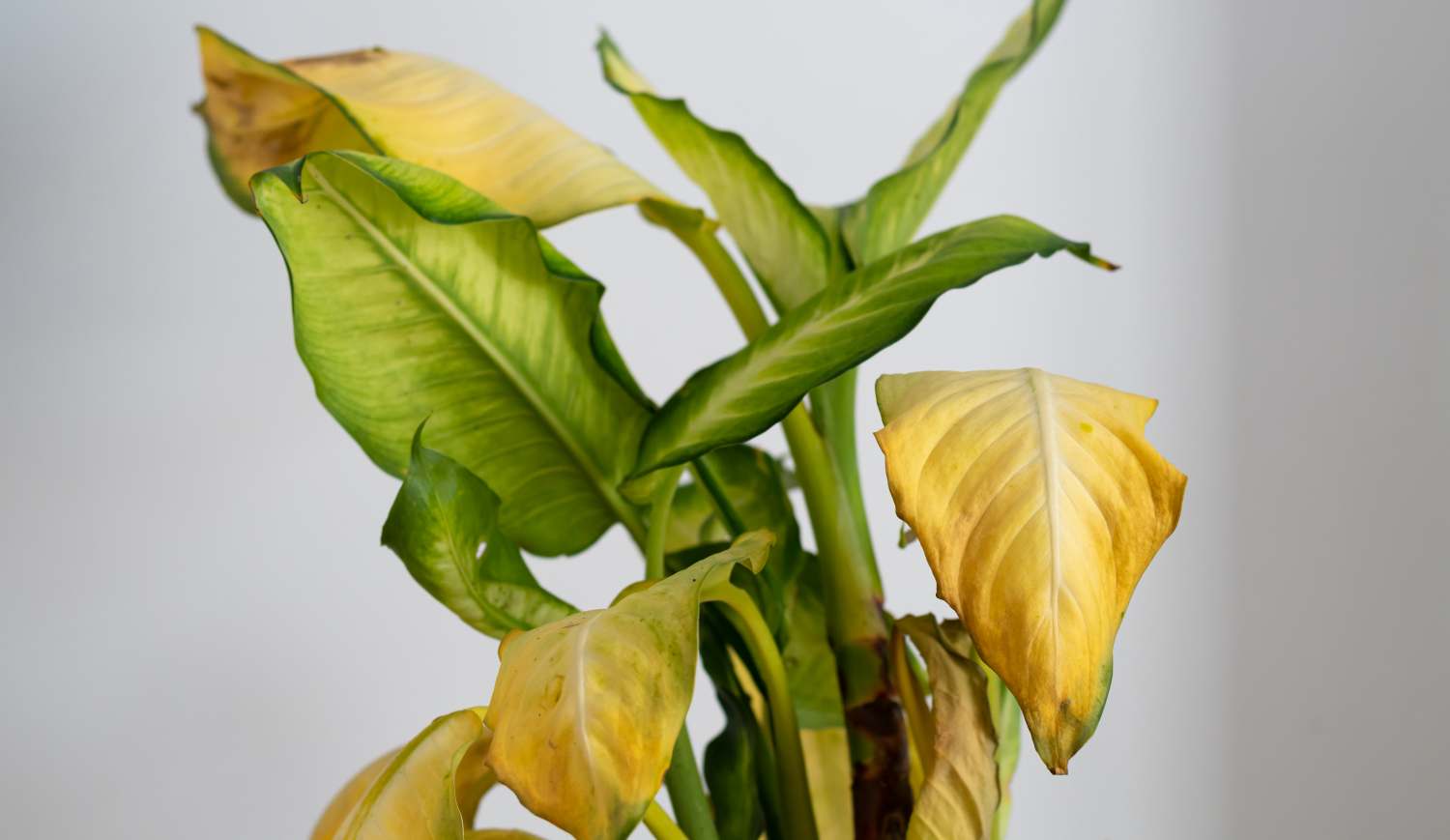 Dieffenbachia levele sárgul