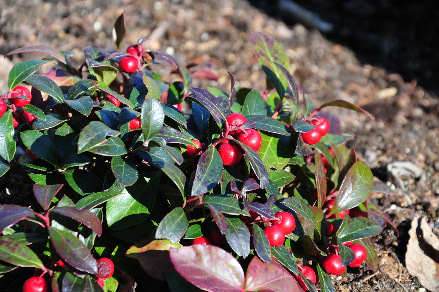 ripe red berries on a shrub of american wintergreen in sunlight | Meglepetés kúszó fajdbogyó