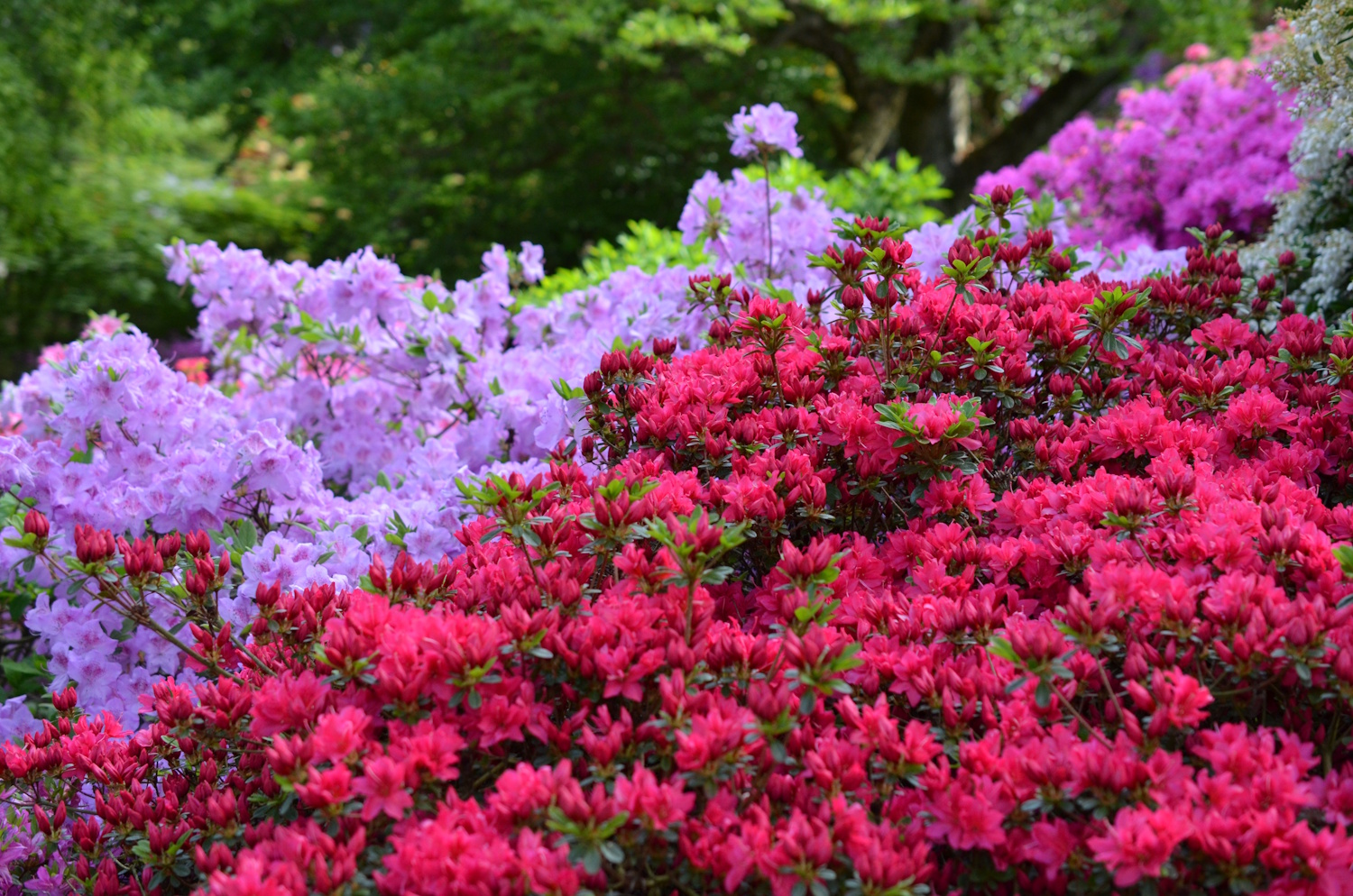 Rododendron