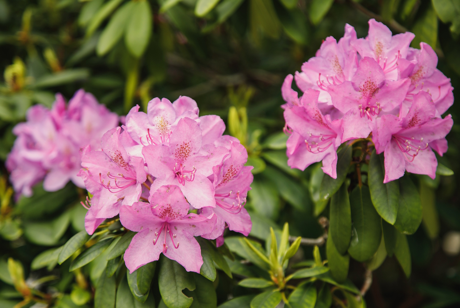 Rododendron