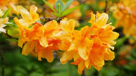 Rododendron