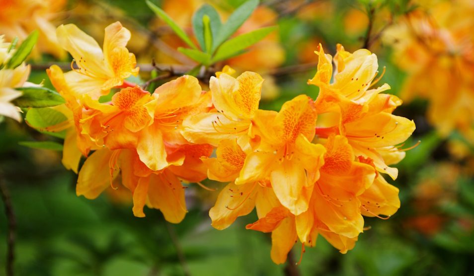 Rododendron