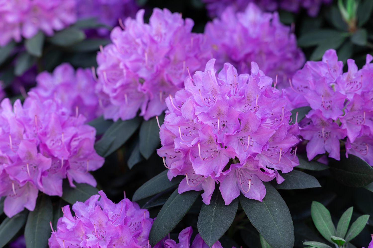 Rododendron