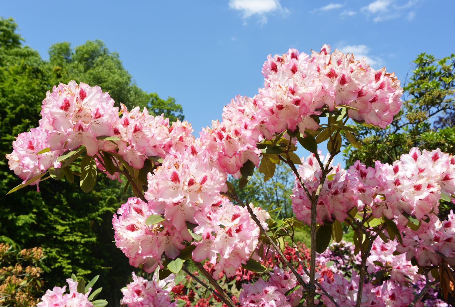Rododendron